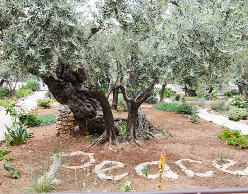 mega-olivo